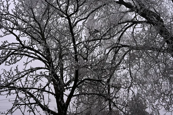 公园里被冻结的树木 — 图库照片