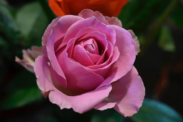 Красивая Роза Размытом Фоне Летняя Концепция Вид Сверху — стоковое фото
