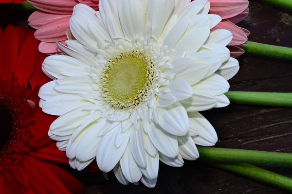 Piękne Gerbera Kwiaty Drewnianym Tle Koncepcja Latem Widok Bliska — Zdjęcie stockowe