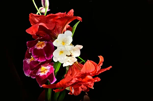 Bouquet Beautiful Flowers Dark Background Summer Concept Close View — Stock Photo, Image