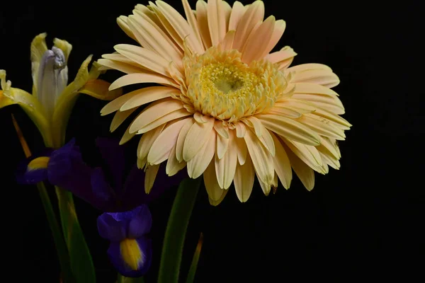 美しい虹彩とゲルベラの花の花束を背景に — ストック写真