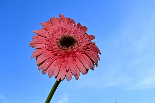 Close Amazing Daisy Flowers Flower Blue Sky Background — Fotografia de Stock