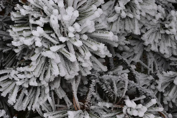 겨울에는 눈덮인 나뭇가지들이 공원에 — 스톡 사진