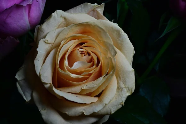 Incroyables Fleurs Tendres Isolées Sur Fond Noir — Photo