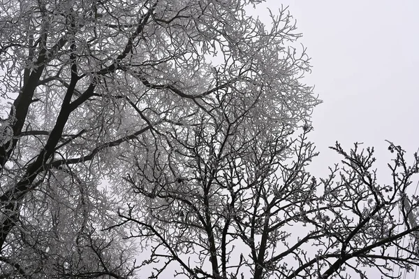 公园里被冻结的树木 — 图库照片