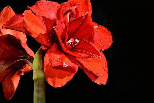Zarte Blumen Auf Schwarzem Hintergrund Nahaufnahme — Stockfoto