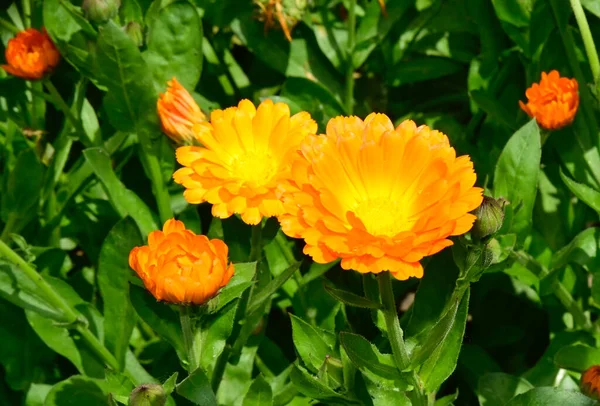 Hermosas Flores Jardín — Foto de Stock