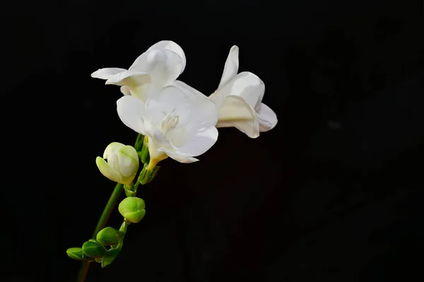 Vackra Blommor Mörk Bakgrund Sommar Koncept Nära Utsikt — Stockfoto