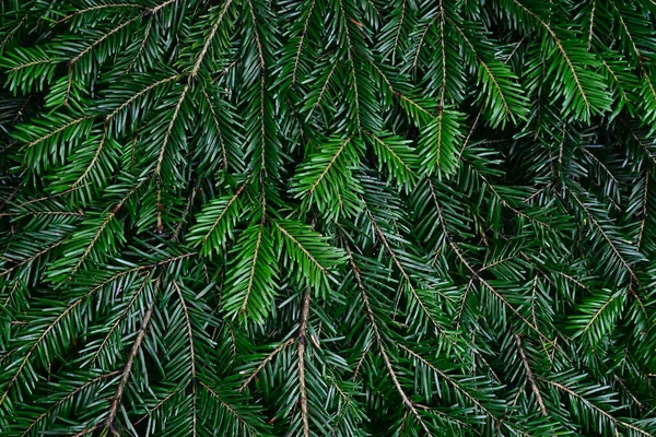 Green Spruce Branch Blurred Background Close View — Stock Photo, Image