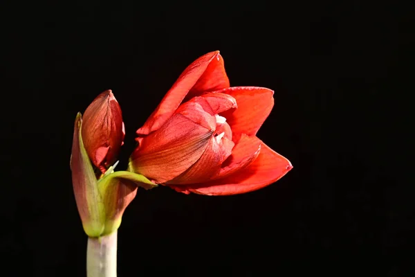 深色背景的美丽花朵 夏日概念 — 图库照片