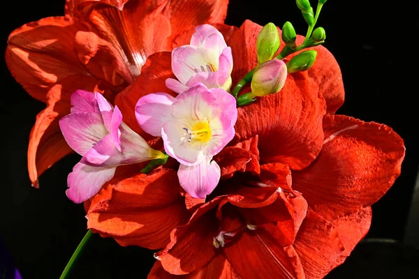 Zblízka Úžasné Květiny Květ Tmavém Pozadí — Stock fotografie