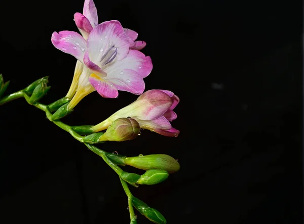 Bellissimi Fiori Sfondo Scuro Concetto Estivo Vista Vicino — Foto Stock