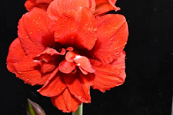 Flores Rojas Hermosas Fondo Oscuro Concepto Verano Vista Cercana — Foto de Stock