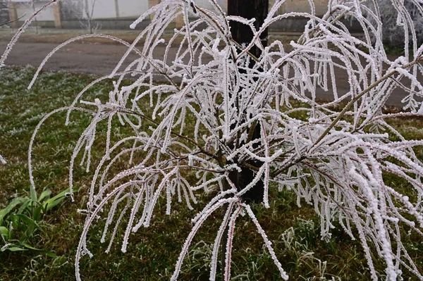 Plantes Congelées Dans Parc — Photo