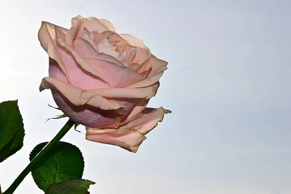 Mooi Boeket Van Bloemen Blauwe Lucht Achtergrond — Stockfoto