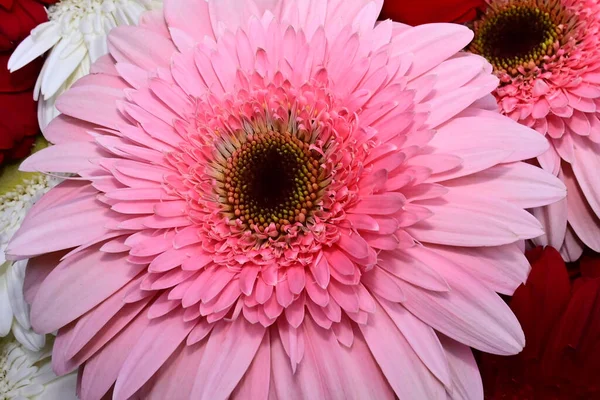 Bouquet Von Schönen Gerbera Blumen Nahsicht — Stockfoto