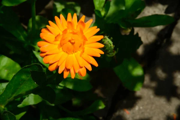 Flores Bonitas Jardim — Fotografia de Stock