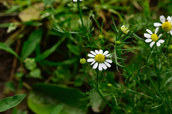 Schöne Blumen Wachsen Garten Sonnigen Sommertag — Stockfoto