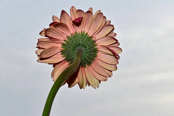 天空背景上美丽的芙蓉花 夏天的概念 — 图库照片