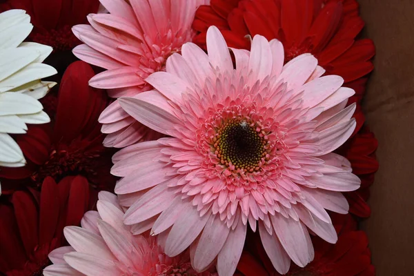 Bukiet Pięknych Gerbera Kwiaty Widok Bliska — Zdjęcie stockowe