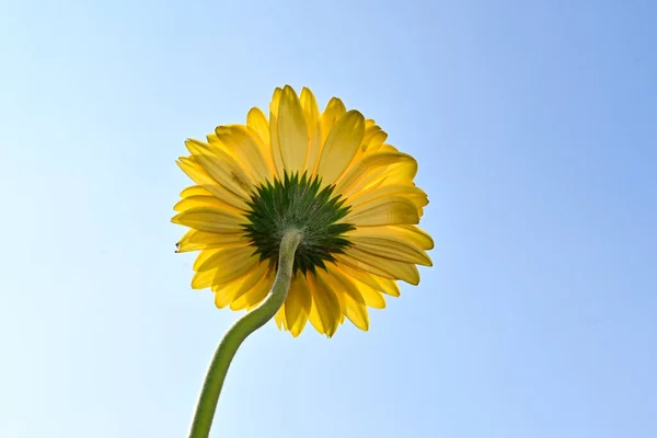 Schöne Gerbera Blume Auf Himmelshintergrund Sommerkonzept Nahsicht — Stockfoto