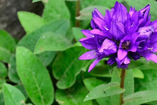 Hermosas Flores Púrpuras Que Crecen Jardín Verano Soleado Día — Foto de Stock