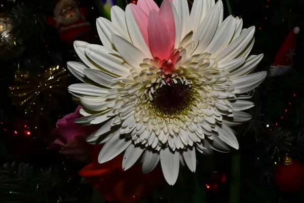 Incroyables Fleurs Tendres Isolées Sur Fond Noir — Photo