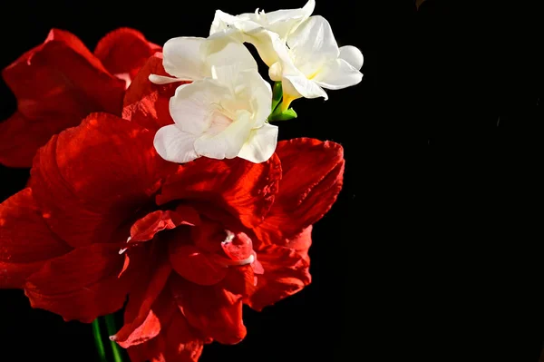 Букет Красивих Квітів Темному Тлі Літня Концепція Вид Близької Відстані — стокове фото