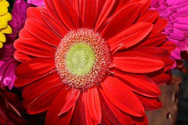 Strauß Schöner Gerbera Blumen Einem Sonnigen Sommertag Blick Aus Der — Stockfoto