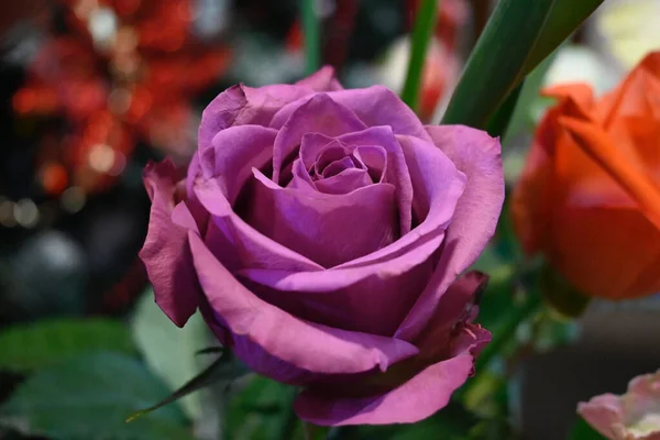 Hermosa Flor Rosa Sobre Fondo Oscuro Concepto Verano Vista Cercana — Foto de Stock