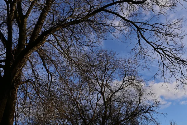 Pintoresca Vista Hermosos Árboles Desnudos Fondo Del Cielo Azul Primavera —  Fotos de Stock