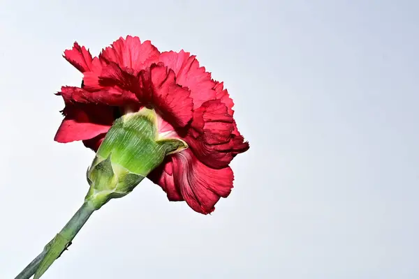 Vacker Bukett Blommor Blå Himmel Bakgrund — Stockfoto