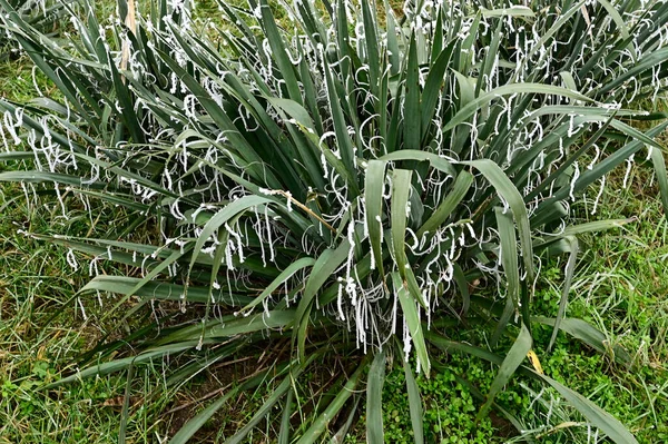 公园里冰冻的植物 — 图库照片