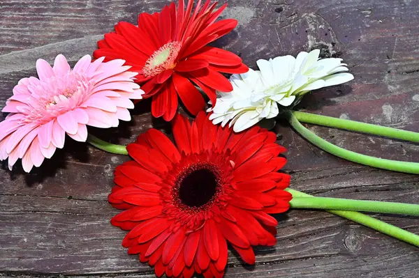 Krásné Gerber Květiny Dřevěném Pozadí Letní Koncept Zblízka — Stock fotografie