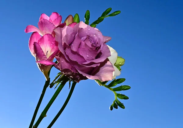 Hermoso Ramo Flores Sobre Fondo Azul Cielo — Foto de Stock