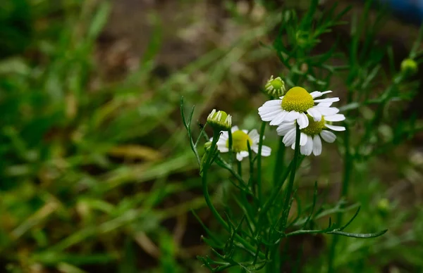 Schöne Blumen Wachsen Garten Sonnigen Sommertag — Stockfoto