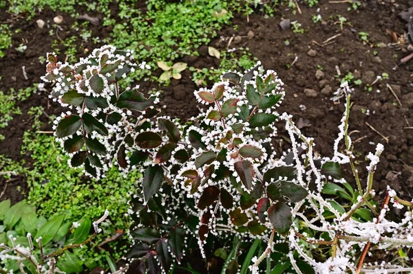 Замороженные Растения Парке — стоковое фото