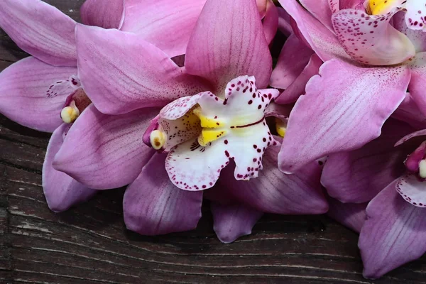 Tahta Arka Planda Güzel Orkide Çiçekleri Yaz Konsepti Yakın Görüş — Stok fotoğraf