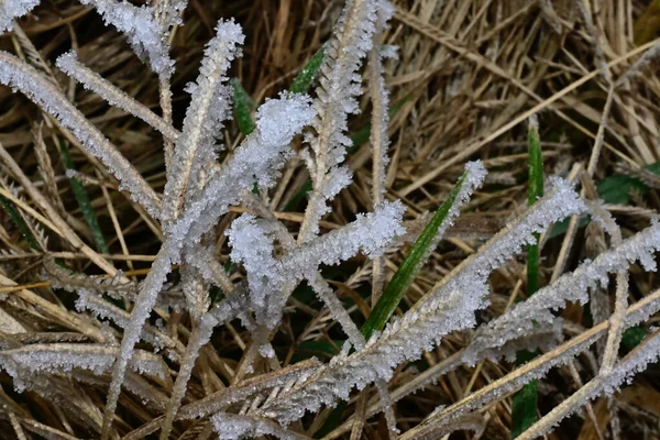 Árboles Congelados Parque — Foto de Stock