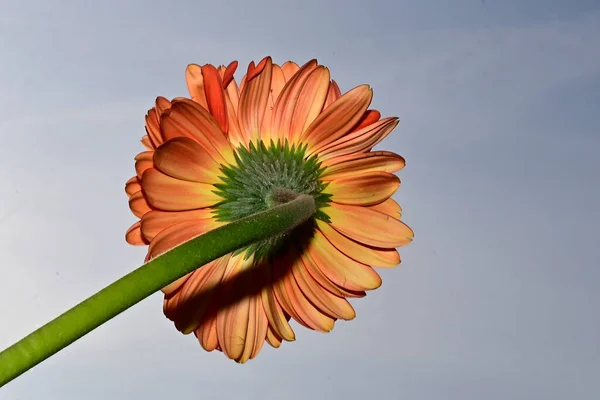 Крупним Планом Дивовижні Ромашкові Квіти Розквітнуть Фоні Блакитного Неба — стокове фото