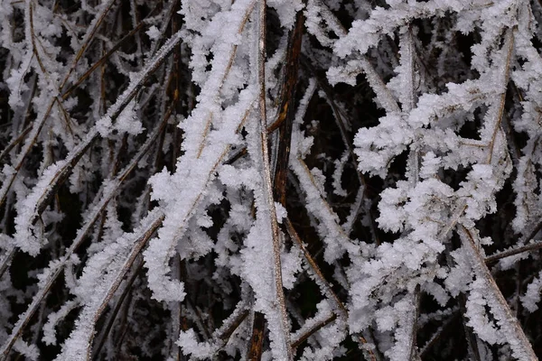 Frozen Trees Park — Stock Photo, Image