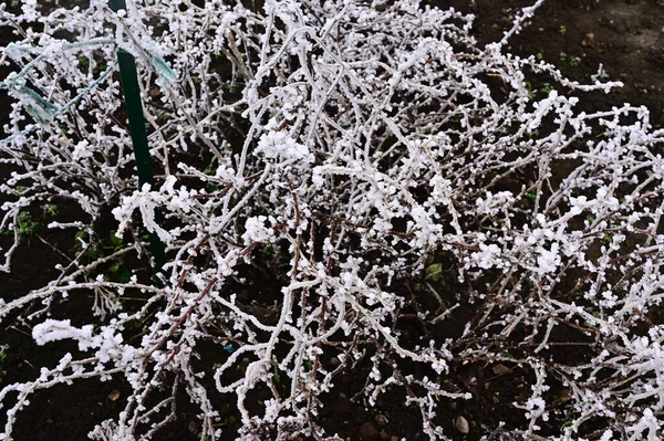 Заморожені Рослини Парку — стокове фото