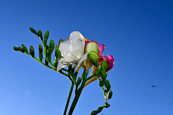 Gyönyörű Csokor Virág Kék Háttér — Stock Fotó