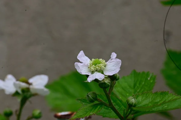 Schöne Blumen Wachsen Garten Sonnigen Sommertag — Stockfoto