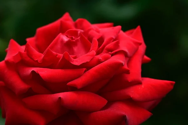 Mooie Bloemen Groeien Tuin Zomer Zonnige Dag — Stockfoto