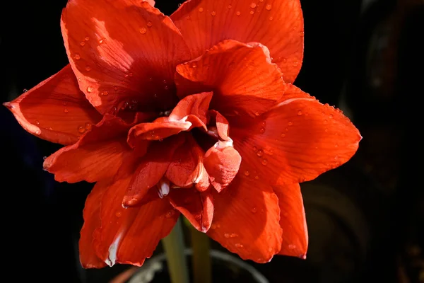 Schöne Rote Blumen Auf Dunklem Hintergrund Sommerkonzept Nahsicht — Stockfoto