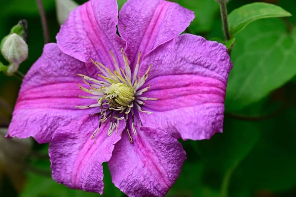 Beautiful Flowers Garden — Stock Photo, Image