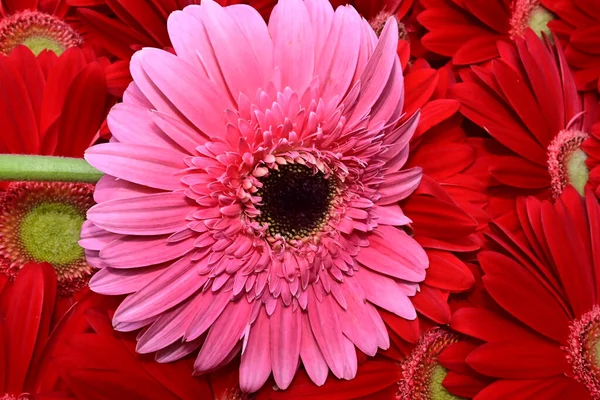 Csokor Gyönyörű Gerbera Virágok Közelről — Stock Fotó
