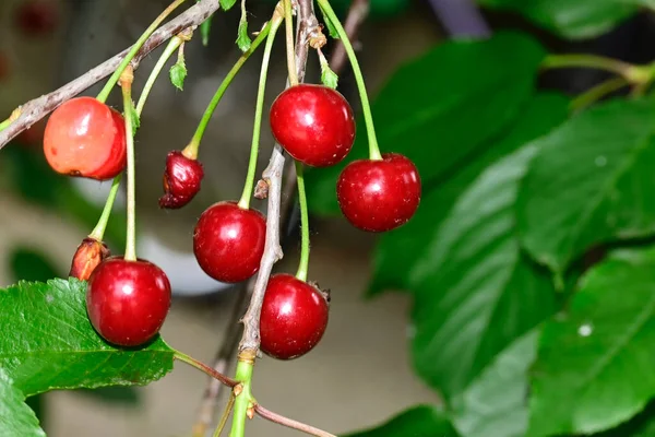 Albero Con Ciliegie Mature Che Crescono All Aperto Concetto Estivo — Foto Stock