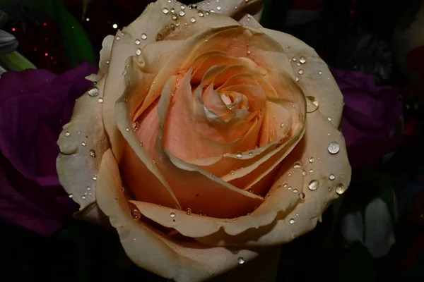 Hermosa Rosa Sobre Fondo Borroso Concepto Verano Vista Cercana — Foto de Stock